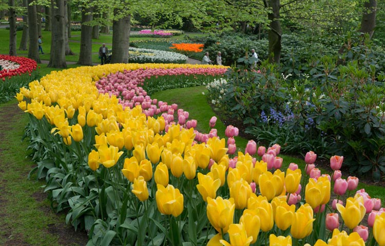 7 - ثبت جهانی برند گل لاله البرز