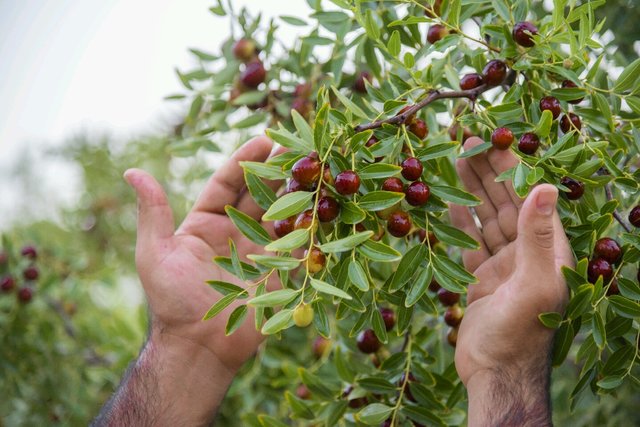 عناب خراسان جنوبی