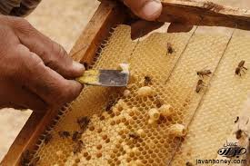 عرضه عسل آذربایجان با برند کشور ترکیه در بازارهای جهانی