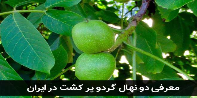 معرفی دو نهال گردو پر کشت در ایران