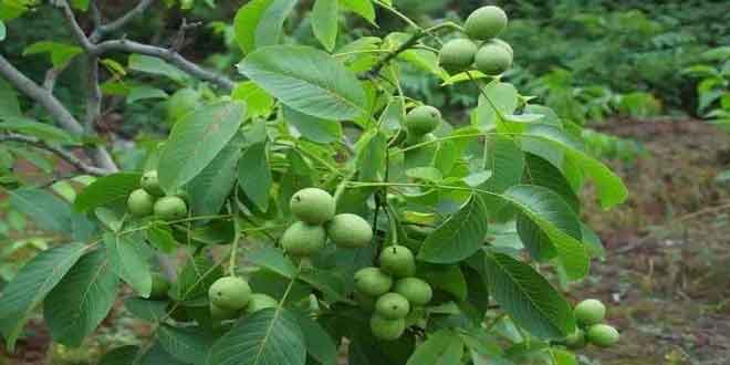 Inquire the price and buy walnut seedlings in less than 3 minutes 0 - استعلام قیمت و خرید نهال گردو در کمتر از ۳ دقیقه