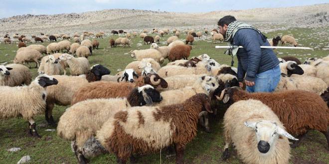 Why is it so important to buy live sheep today 01 - چرا امروزه خرید گوسفند زنده اهمیت زیادی دارد؟
