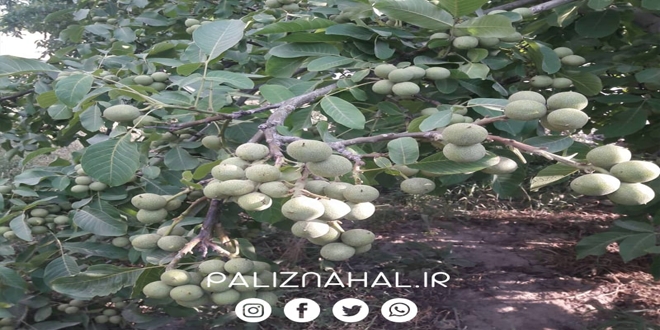 Introducing 10 popular walnut seedlings across the country 01 - معرفی 10 نهال گردوی پرطرفدار در سرتاسر کشور