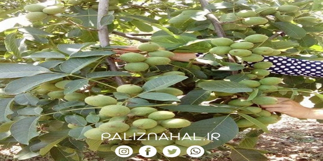 Introducing 10 popular walnut seedlings across the country 02 - معرفی 10 نهال گردوی پرطرفدار در سرتاسر کشور