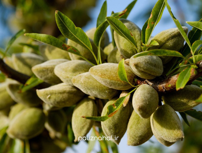 Earn dollars by planting almond seedlings 9 - کسب درآمد دلاری با کاشت نهال بادام