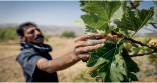 Fars in trying to export dried figs 310x165 - فارس در تکاپوی صادرات انجیر خشک