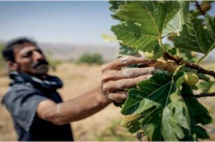 Fars in trying to export dried figs 310x205 - فارس در تکاپوی صادرات انجیر خشک