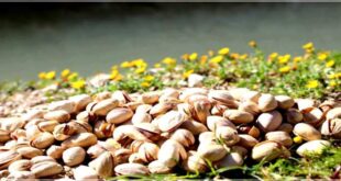 Azarshahr can be mentioned as a brand in pistachios 310x165 - پسته خراسان شمالی؛ آماده برندسازی برای فتح بازارهای جهانی