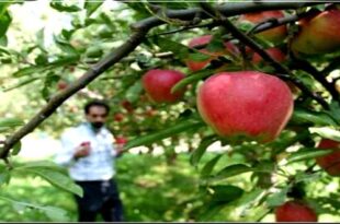 Broujard apple is known as a brand inside and outside the country 310x205 - سیب بروجرد به‌عنوان برند در داخل و خارج از کشور شناخته شده است