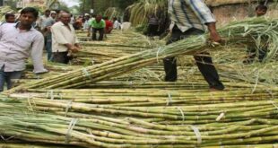 Extension of Indian sugar export limit 310x165 - تمدید محدودیت صادرات شکر هند