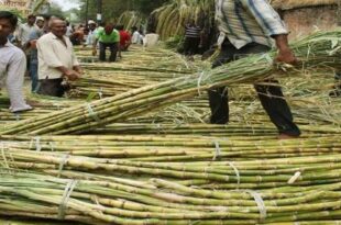 Extension of Indian sugar export limit 310x205 - تمدید محدودیت صادرات شکر هند