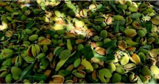 The almond brand should be registered under the name of Chaharmahal and Bakhtiari 310x165 - برند بادام با نام چهارمحال و بختیاری ثبت شود