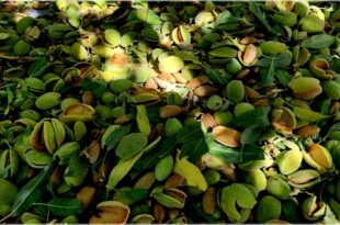 The almond brand should be registered under the name of Chaharmahal and Bakhtiari 310x205 - برند بادام با نام چهارمحال و بختیاری ثبت شود