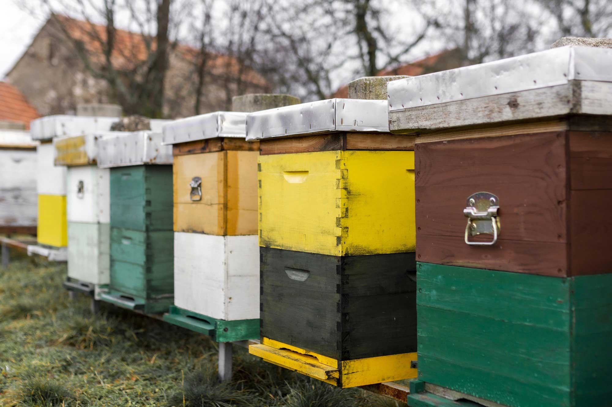 The necessity of using honey bee syrup 99 - ضرورت استفاده از شربت خوری قابی زنبور عسل با نزدیک شدن فصل زمستان