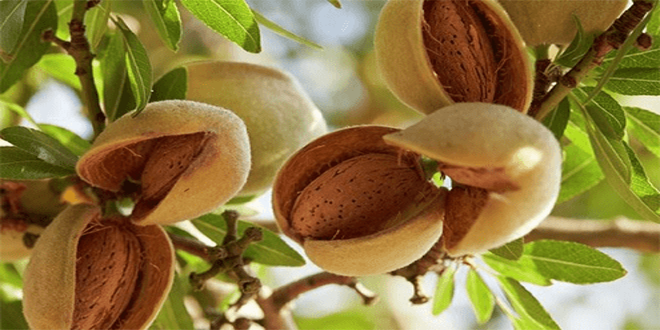 The necessity of branding almond production 02 - لزوم برندسازی بادام تولیدی/شهرکرد