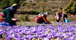 زعفران برندی منحصربه‌فرد برای شهرستان ملایر