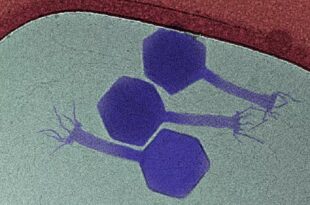 62891025 310x205 - کشف ویروسی که به باکتری‌های خفته حمله می‌کند