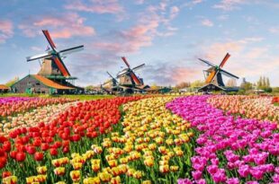 Examining the important points of work and study migration to the Netherlands 310x205 - بررسی نکات مهم مهاجرت کاری و تحصیلی به هلند