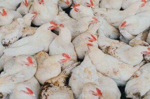 The cost of building a chicken slaughterhouse 310x205 - هزینه احداث کشتارگاه مرغ