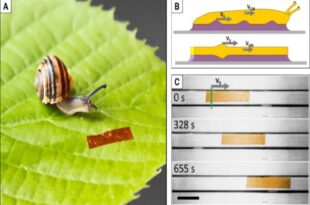62956287 310x205 - دانشمندان با الهام از حلزون یک ربات ساختند