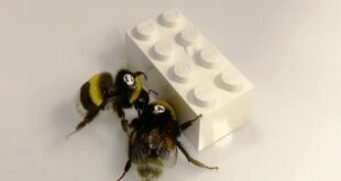 63019877 310x165 - زنبورهایی که با همکاری هم لگو بازی می‌کنند