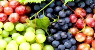 Grapes 524 310x165 - برندسازی انگور خراسان شمالی؛ گامی مهم برای صادرات بیشتر