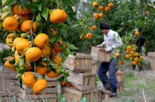 44 554 310x205 - برندسازی مرکبات مازندران؛ کلید فتح بازارهای جهانی