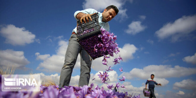 خلا نبود برندی واحد برای زعفران لرستان